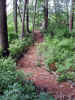 Private trail on edge of pond (95KB)