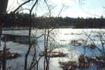 Part of pond with many small islands (83KB)
