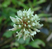 White clover (41KB)