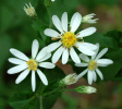 White wood aster (48KB)