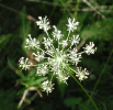 Wild Carrot (60KB)