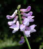 Wild snap dragon (35KB)