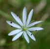 Interesting wild flower #2 (37KB)