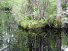 Woody island 2 (159KB)