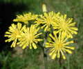 Yellow hawkweed (74KB)