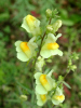 Yellow snap dragon (34KB)