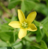 Yellow wood sorrel (37KB)